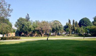 Arka planda ağaçlar ile çim görünümü.