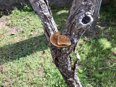 Ağaçta büyük bir mantar.