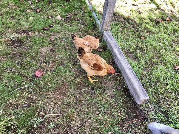 Zwei Hühner auf einem Feld — Stockfoto