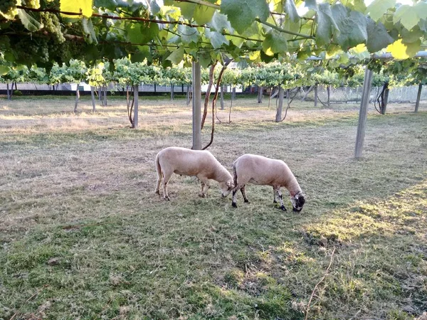 Two sheep grazing under a vineyard in Galicia Spain — Stock Photo, Image