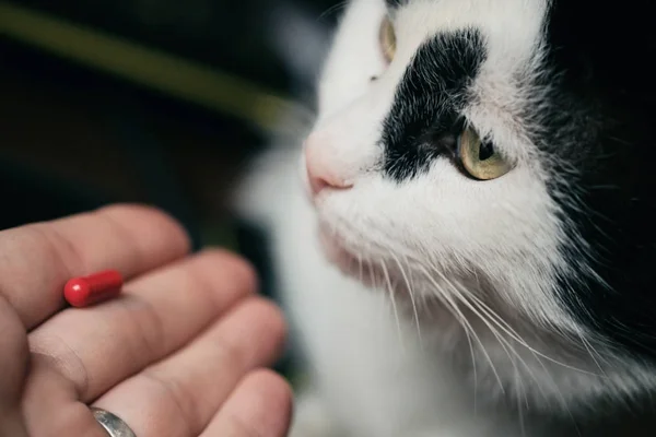 The cat receives a dose of medicine from the veterinarian. Red-haired cute clever cat is treated with pills after the illness. Funny ginger cat. Green pill, medicine, vitamin art.