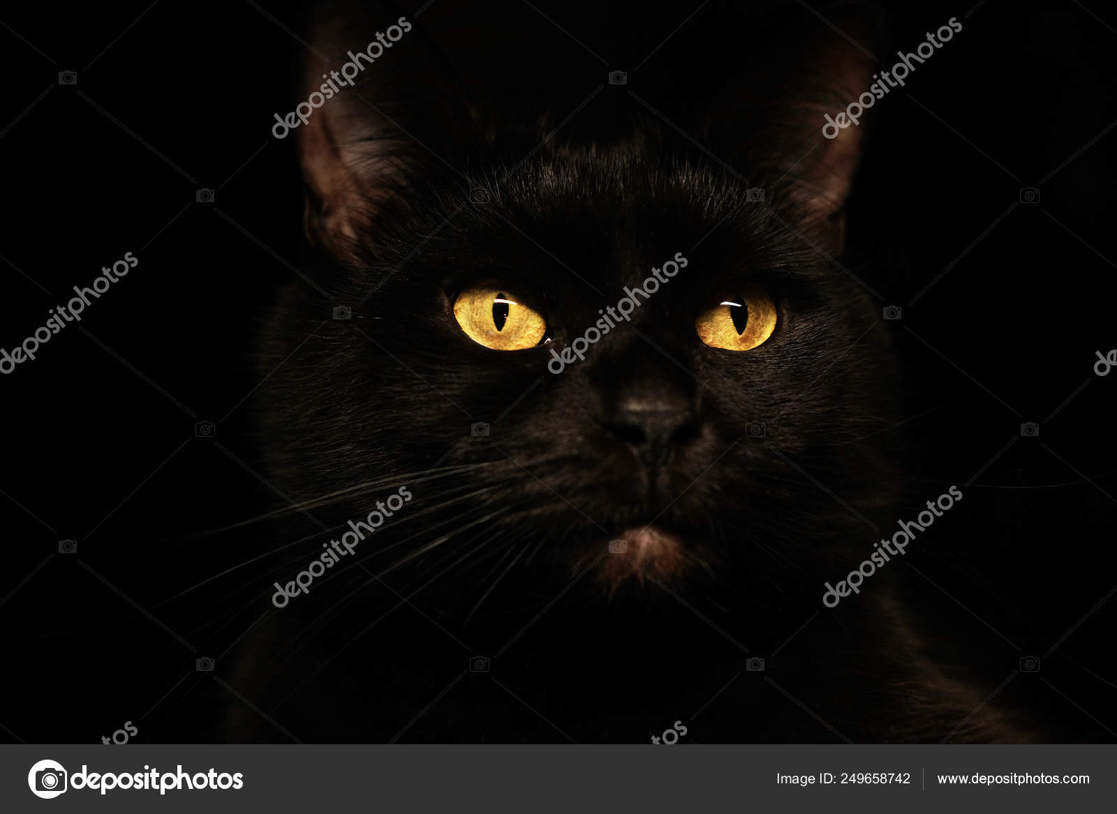 Schwarze Katze Gruselig Finstere Gesicht Portrat Auf Schwarzem Hintergrund Stockfotografie Lizenzfreie Fotos C Busarginka 249658742 Depositphotos