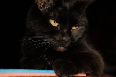 Güzel gözlü siyah bir kedi huzurunun görünümünü