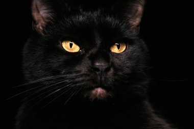 Karanlıktan görüntüleyin. Namlu bir kedi siyah bir zemin üzerine.