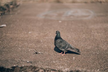 Çevreleyen ve sıcak güneşli günde sıcak güneşin tadını bakan çakıl karoları ile karışık beton üzerinde barışçıl ayakta Pigeon