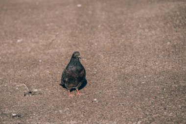 Çevreleyen ve sıcak güneşli günde sıcak güneşin tadını bakan çakıl karoları ile karışık beton üzerinde barışçıl ayakta Pigeon
