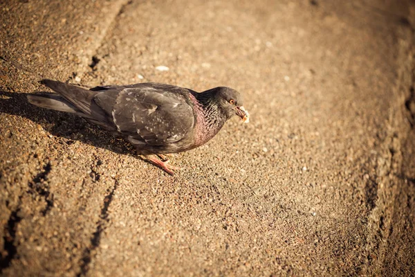 Duva står fredligt på betong blandat med grus kakel med utsikt över omgivningen och njuter av varm sol på varm solig dag — Stockfoto