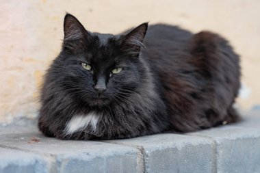 Sokakta kaldırımda yatan çok renkli kedi