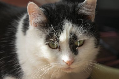 Siyah beyaz güzel kedi, büyük portre. Hüzünlü ruh hali.