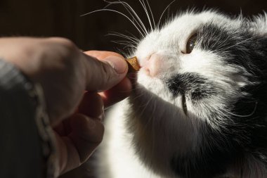 siyah beyaz kedi elleri kuru gevrek gıda ile yeme