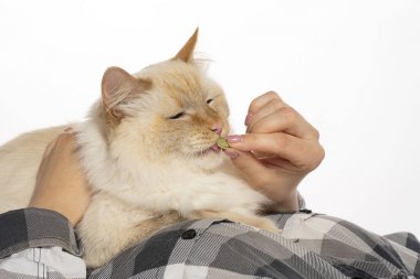 Bej kedi ellerinden ilaç hapları ve vitaminler yiyor. Ellerin üzerinde oturur.