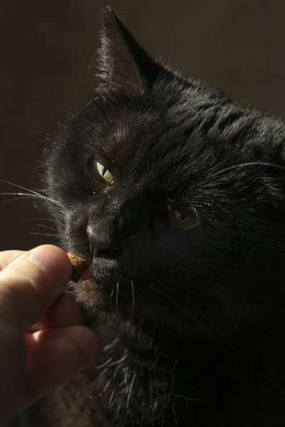 Black cat eating food from the hands. Green smart eyes.