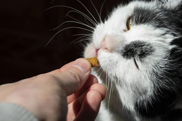 Black and white cat eating with hands dry crisp food Royalty Free Stock Photos