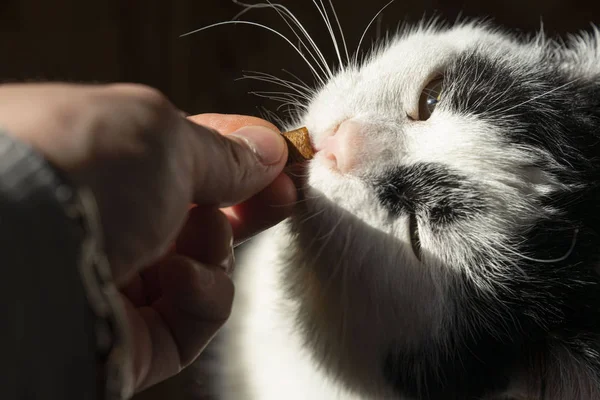 Zwart-wit kat eten met handen droge knapperige voedsel Rechtenvrije Stockfoto's