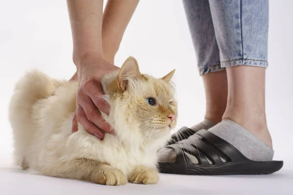 Beige Katze hielt seine Hände, so dass er nicht entkommen konnte lizenzfreie Stockbilder
