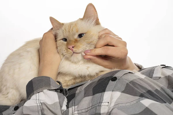 Beige cat eats medicine pills and vitamins from hands. Stock Photo
