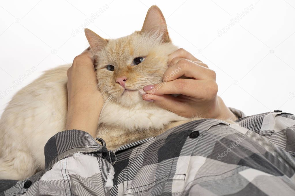 Beige cat eats medicine pills and vitamins from hands.