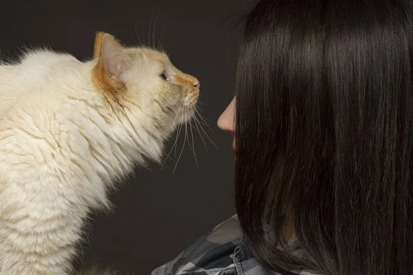 Een meisje met een grote beige cross-eyed kat in haar armen Stockfoto