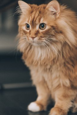 kedi oturup bir raf koyu kahverengi dolap