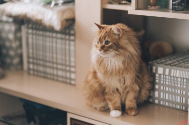 kedi oturup bir raf koyu kahverengi dolap