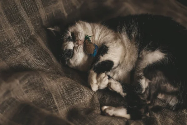黒と白の愛らしいショートヘア緑目羽竿のおもちゃで遊ぶ子猫 — ストック写真