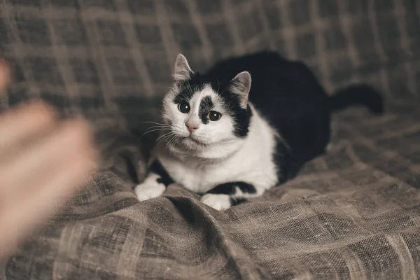 black-and-white cat lying on the back on the couch