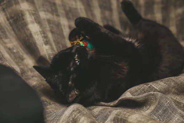 black cat playing with toy with feathers