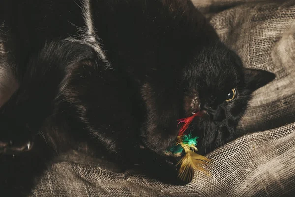 Czarny kot bawią się zabawką z piór sztuki — Zdjęcie stockowe