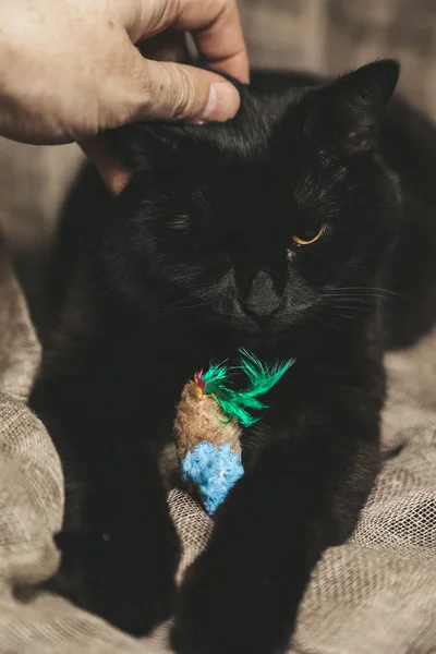 Siyah kedi tüyleri sanat ile oyuncak ile oynuyor — Stok fotoğraf