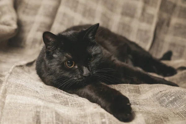 Lindo gatito negro con ojos amarillos relajante en manta de lino —  Fotos de Stock