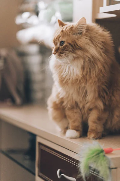 Kat zitten op een plank donker bruin kast Rechtenvrije Stockfoto's