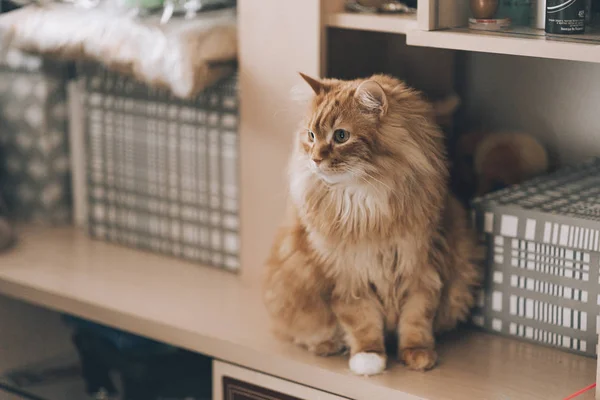 Cat sit on a shelf dark brown cupboard Stock Picture