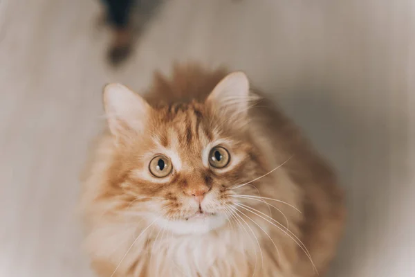 Close-up rode kat met groene ogen op zoek naar camera. Schattig aborable rode kat vraagt voedsel. Rechtenvrije Stockafbeeldingen