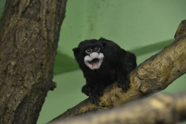 Bölgesini koruyan kızgın beyaz sakallı tamarin.
