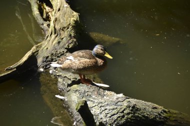 Dişi ördekler nehrin ortasındaki bir sandıkta dinleniyor.