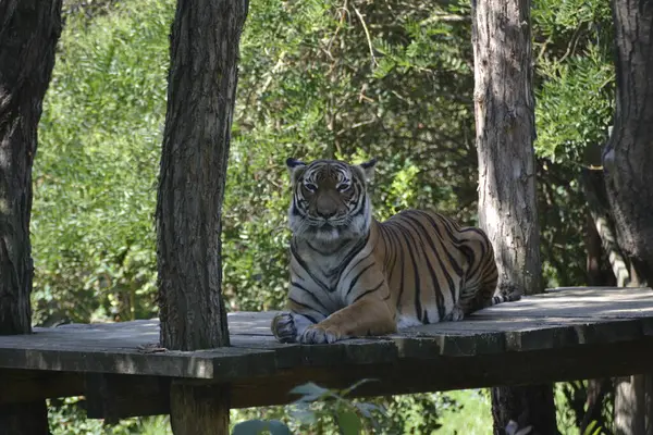 Tigre Descansando Uma Plataforma Madeira Sombra Das Árvores — Fotografia de Stock