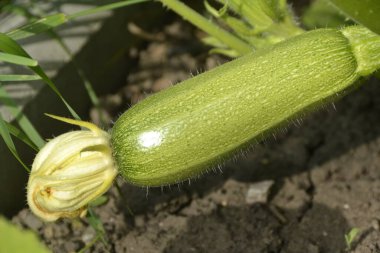 Sarı yaprağın geri kalanıyla küçük bir balkabağı