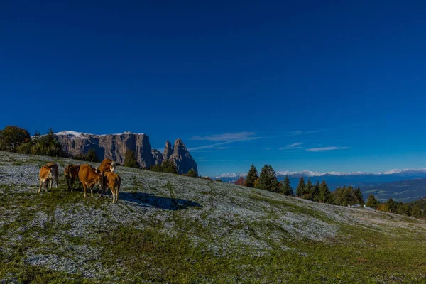 Unterwegs Naturpark Seceda Grden Schönen Südtirol — Stockfoto