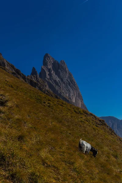 Way Nature Park Seceda Grden Beautiful South Tyrol — стоковое фото