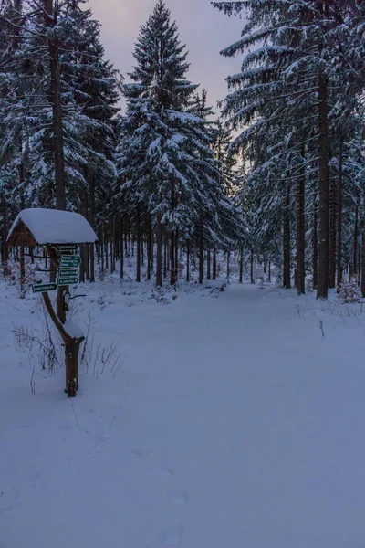 Winter Wonderland Lasu Turyńskiego — Zdjęcie stockowe