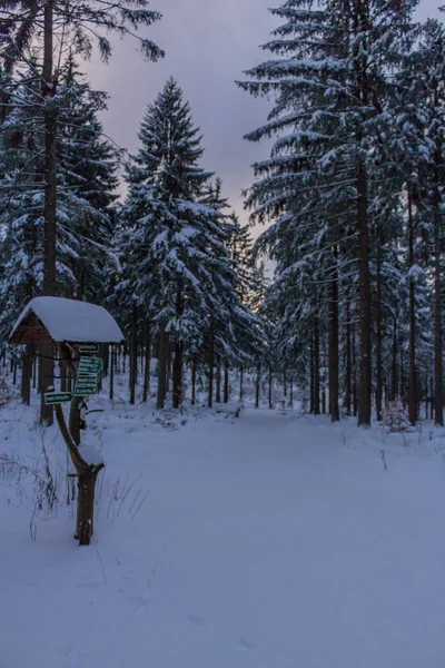 Winter Wonderland Lasu Turyńskiego — Zdjęcie stockowe