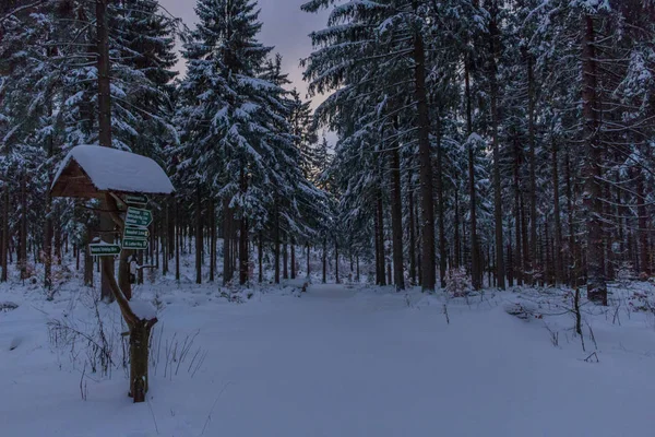 Winter Wonderland Lasu Turyńskiego — Zdjęcie stockowe