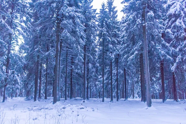 Winterwunderland Thüringer Wald — Stockfoto