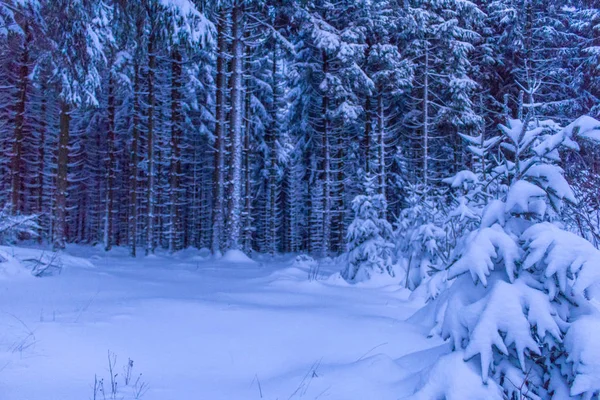 Winterwunderland Thüringer Wald — Stockfoto