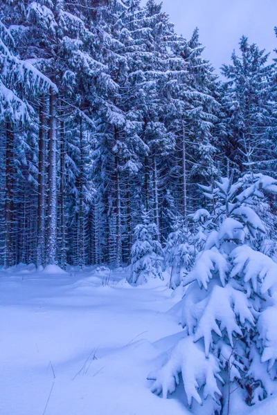冬季仙境图林根森林 — 图库照片