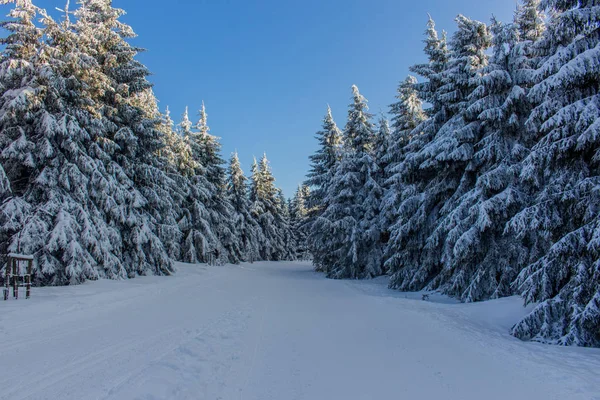 Passeio Exploração Através Bela Floresta Thuringian — Fotografia de Stock