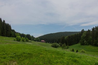 yolda Thuringian Ormanı