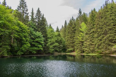 yolda Thuringian Ormanı