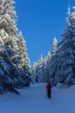 kış güneş ışığı ile Thuringian Forest büyüye