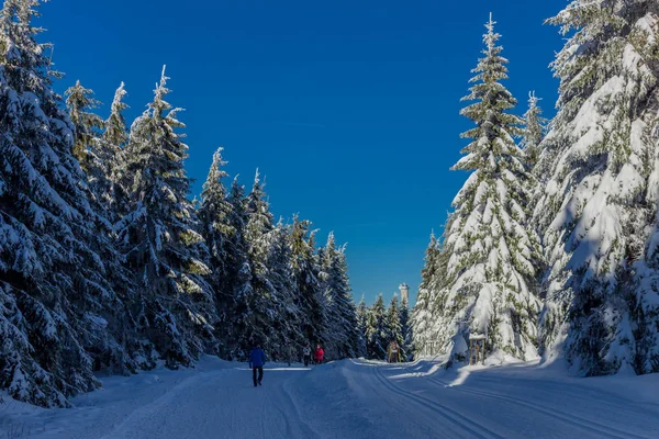 winter magic in the Thuringian Forest with sunshine